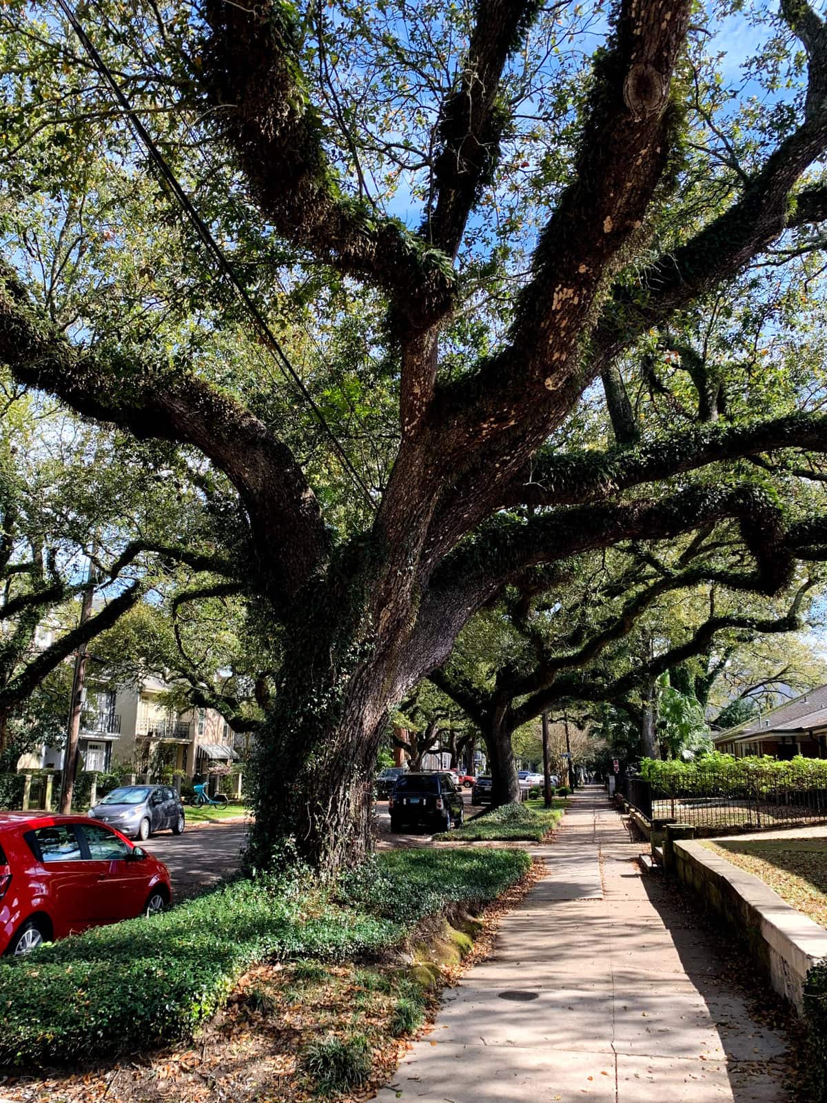 Tree in New Orleans